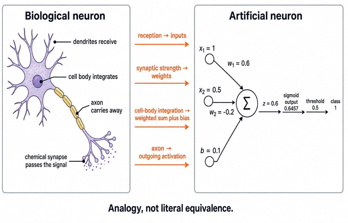 Two-panel diagram mapping a biological neuron's dendrites, cell body and axon onto an artificial neuron, where inputs 1 and 0.5 weighted 0.6 and -0.2 plus bias 0.1 give z = 0.6 and sigmoid output 0.6457, class 1.