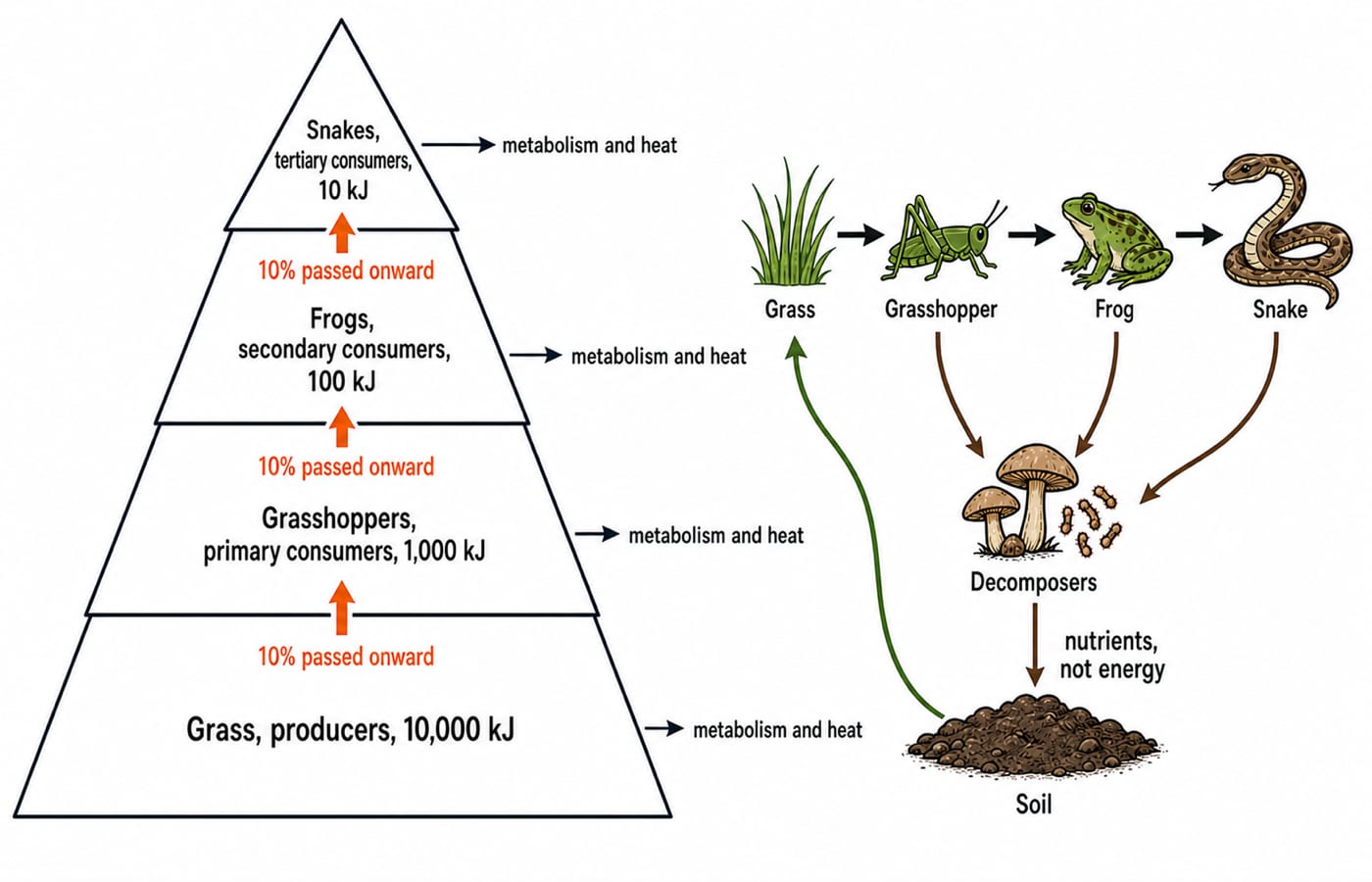 Two panels: an upright energy pyramid with grass producers at 10,000 kJ, grasshoppers 1,000 kJ, frogs 100 kJ and snakes 10 kJ, 10 percent passed onward at each step and the rest lost to metabolism and heat; and the same grass, grasshopper, frog, snake chain feeding decomposers that return nutrients, not energy, to the soil.
