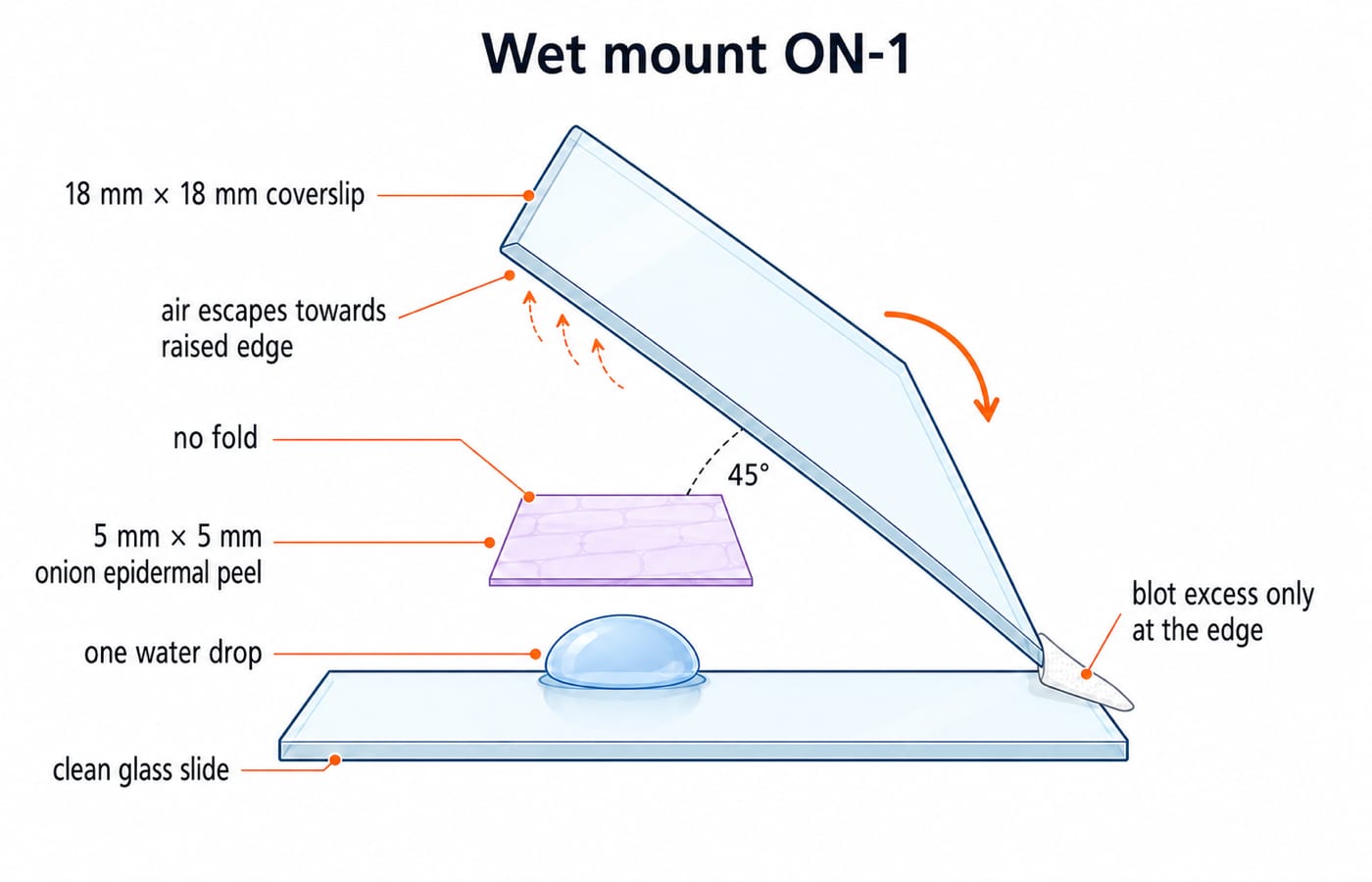 Side view of onion wet mount ON-1: a water drop and flat epidermal peel on a slide, with the coverslip lowered edge-first at 45 degrees.