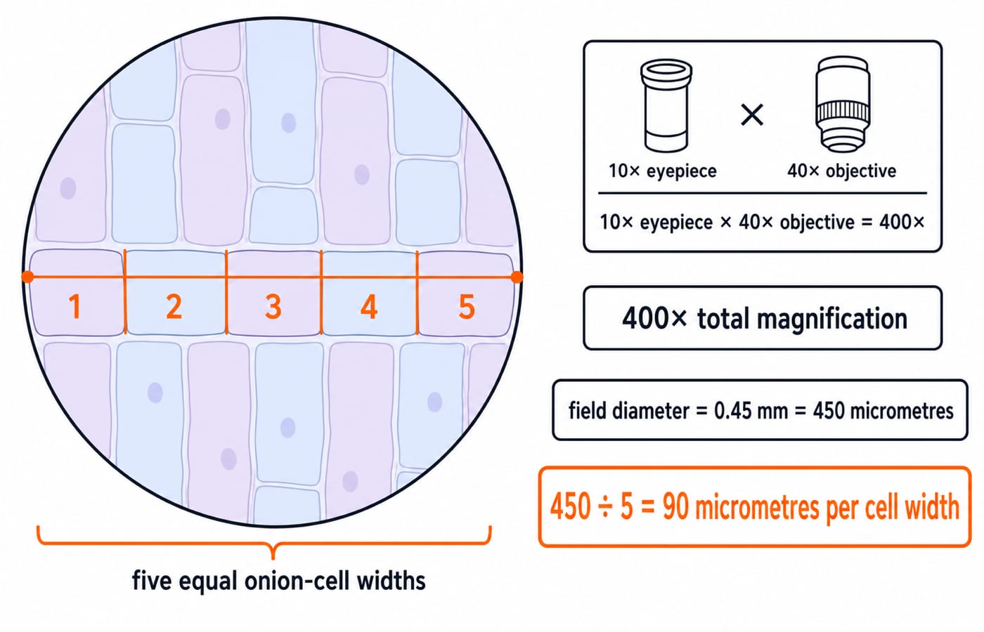 Microscope field at 400x: a 0.45 mm (450 micrometre) diameter spanned by five equal onion-cell widths, 90 micrometres each.